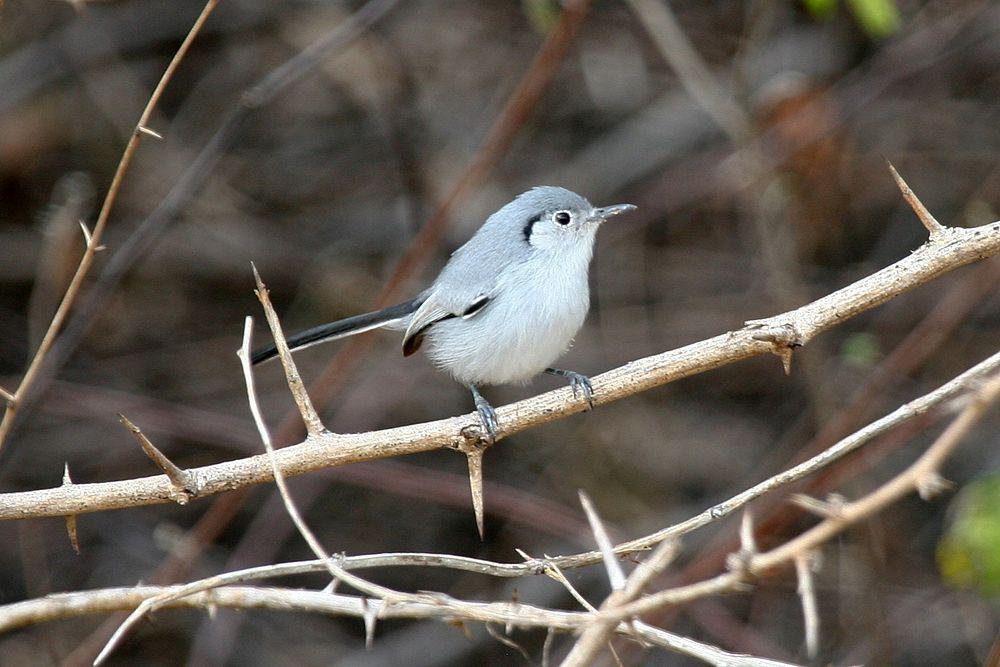 古巴蚋莺 / Cuban Gnatcatcher / Polioptila lembeyei