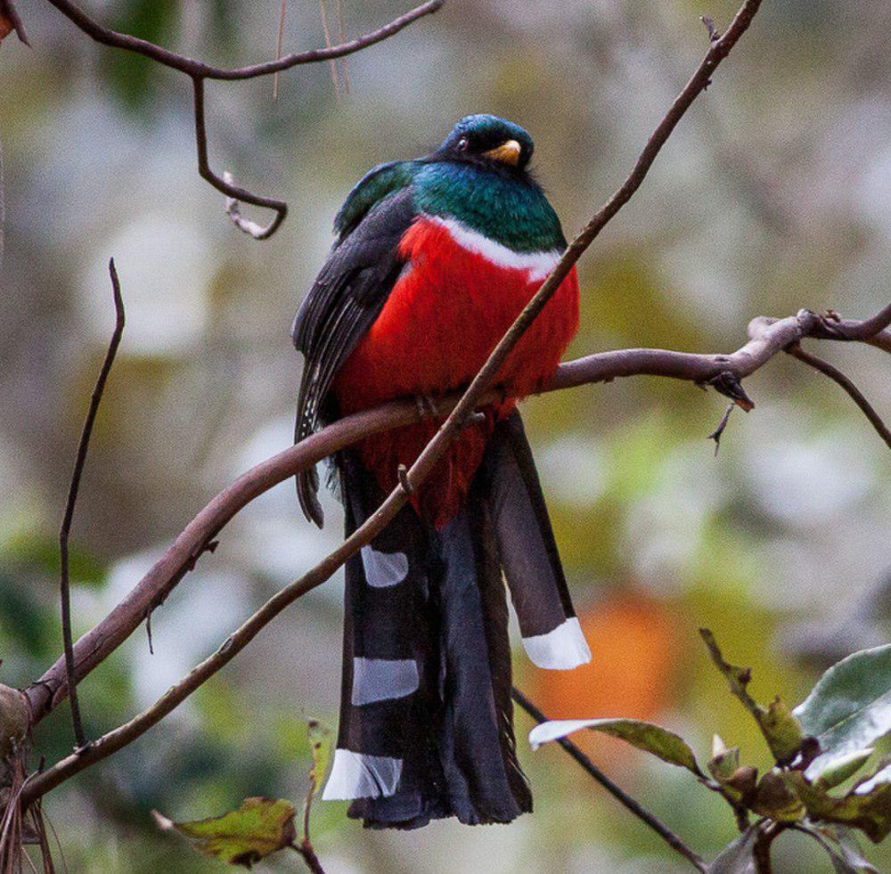 高山美洲咬鹃 / Mountain Trogon / Trogon mexicanus