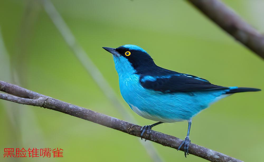 黑脸锥嘴雀 / Black-faced Dacnis / Dacnis lineata