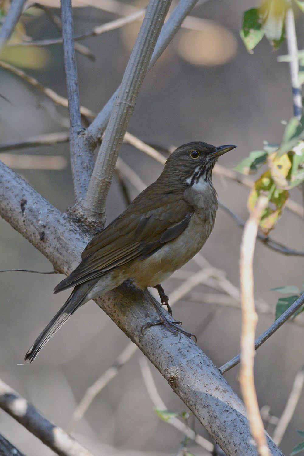 白喉鸫 / White-throated Thrush / Turdus assimilis