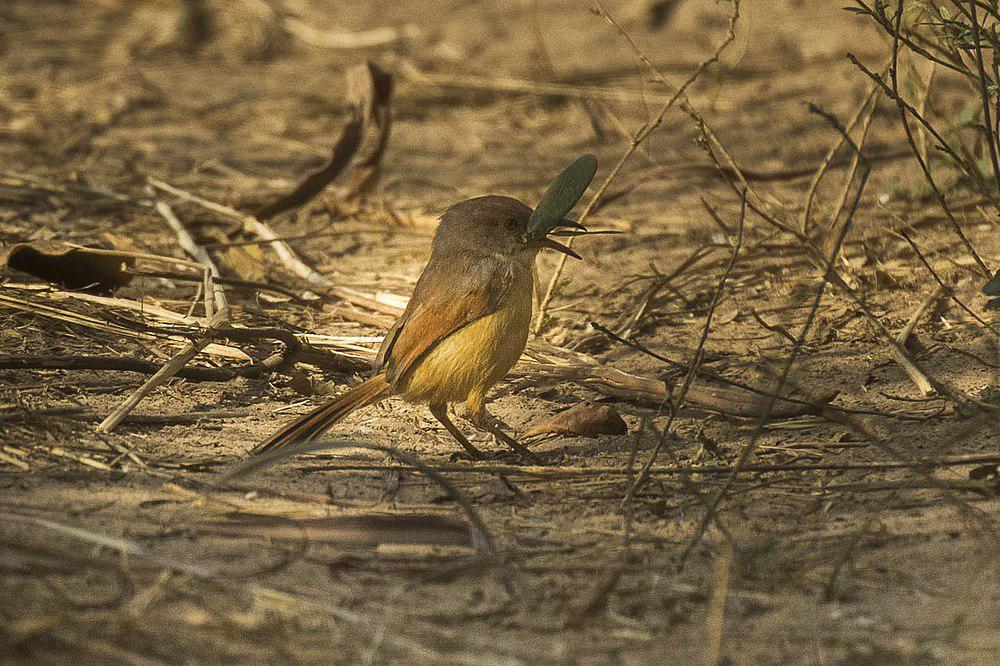 红翅山鹪莺 / Red-winged Prinia / Prinia erythroptera