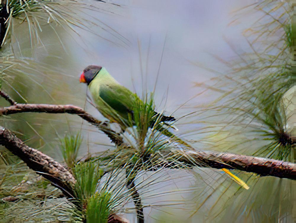 青头鹦鹉 / Slaty-headed Parakeet / Psittacula himalayana