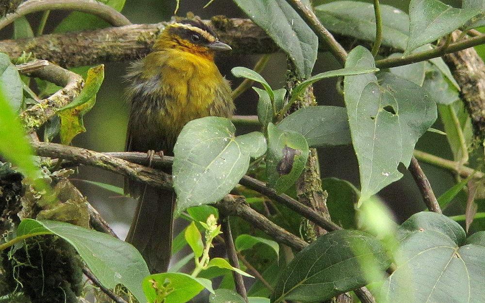 白眉黑顶拟雀 / White-browed Hemispingus / Kleinothraupis auricularis