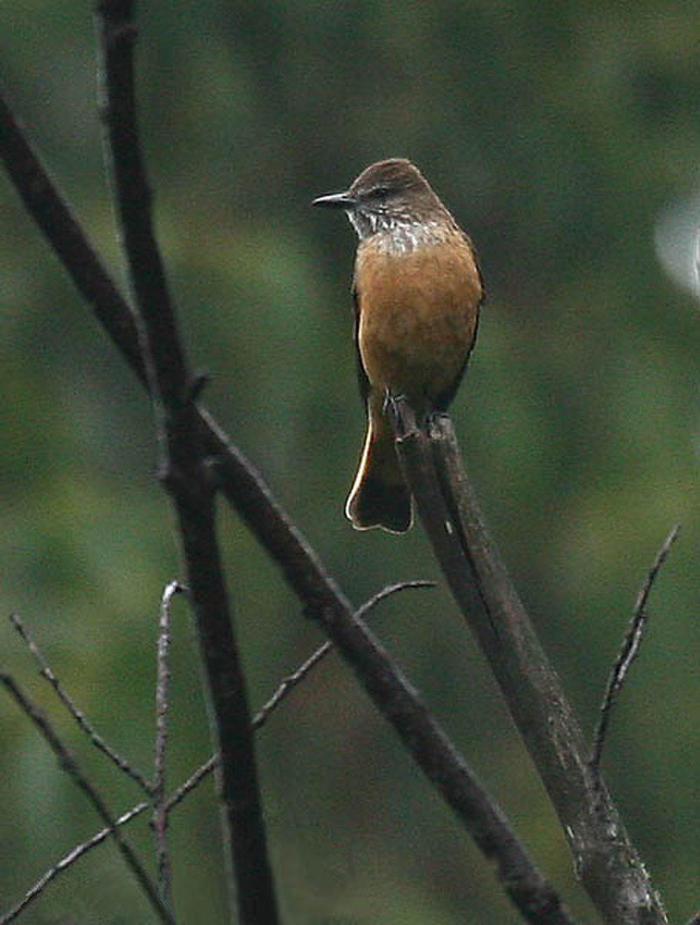 纹喉丛霸鹟 / Streak-throated Bush Tyrant / Myiotheretes striaticollis