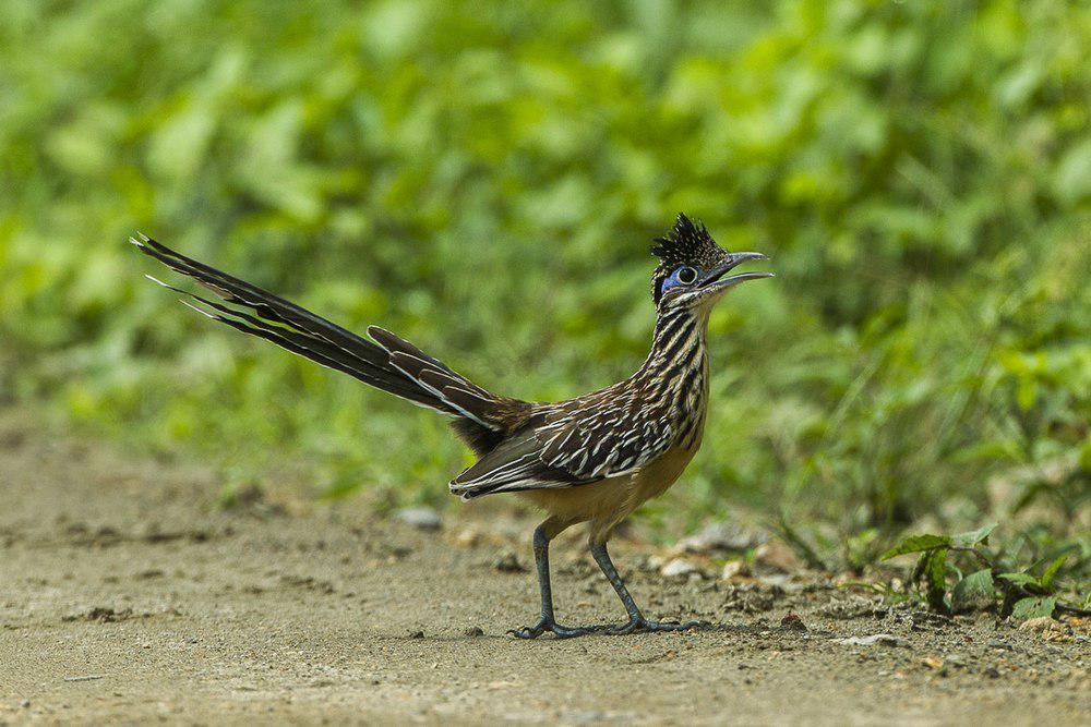 小走鹃 / Lesser Roadrunner / Geococcyx velox