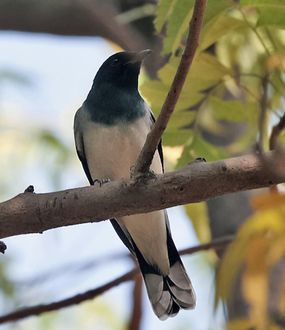 黑头鹃鵙 / Black-headed Cuckooshrike / Lalage melanoptera