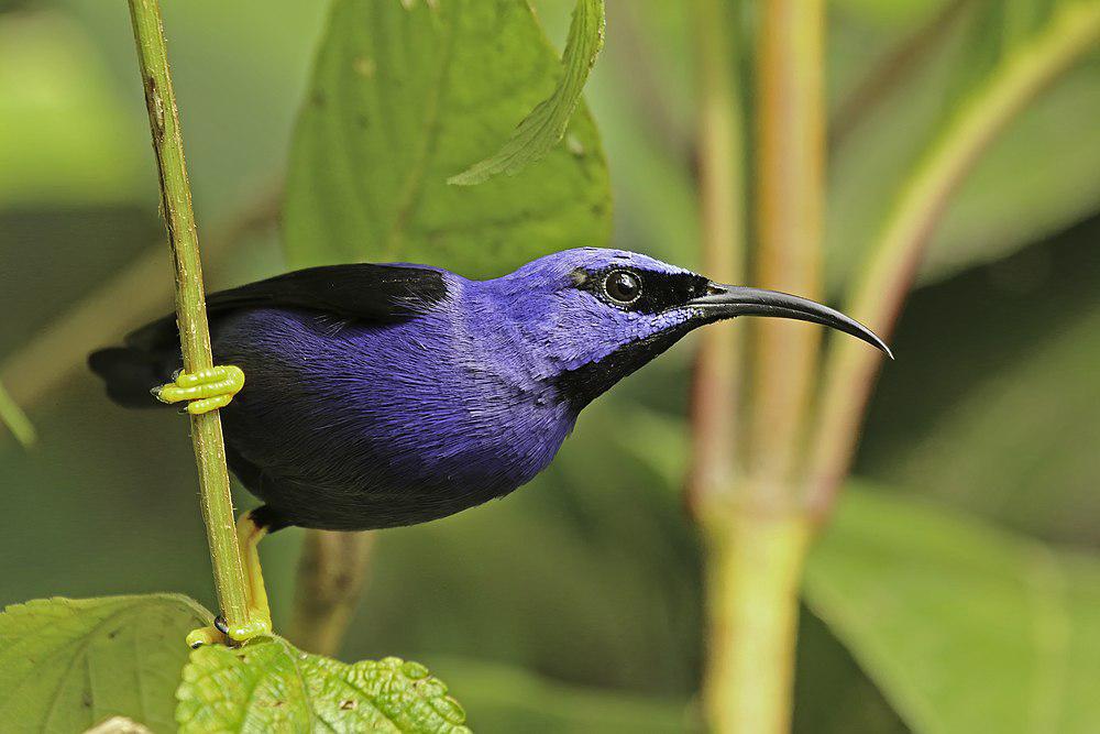 紫旋蜜雀 / Purple Honeycreeper / Cyanerpes caeruleus