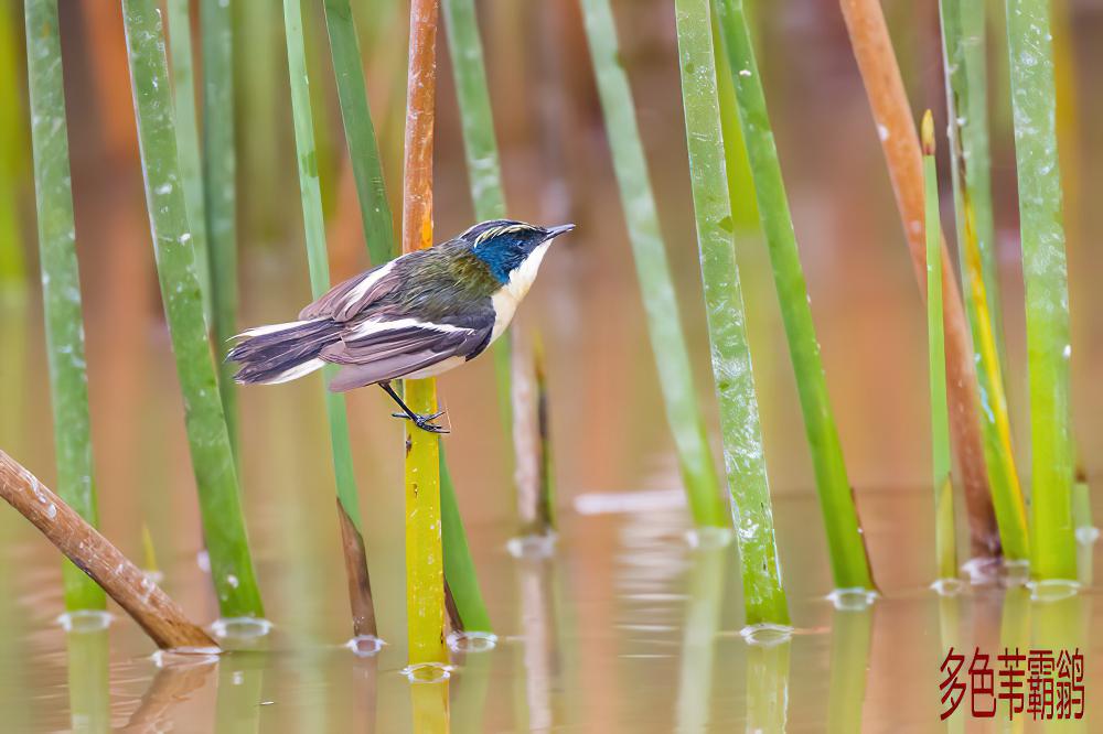 多色苇霸鹟 / Many-colored Rush Tyrant / Tachuris rubrigastra