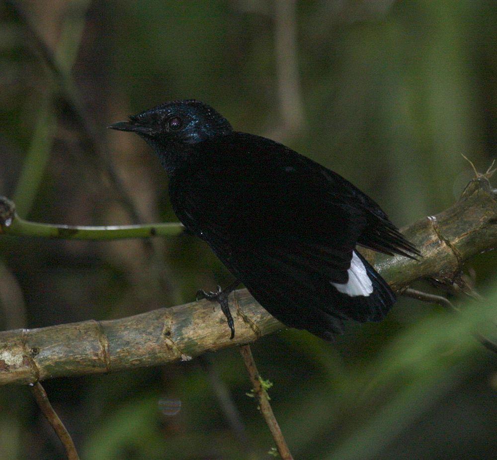 丝尾阔嘴鹟 / Taveuni Silktail / Lamprolia victoriae