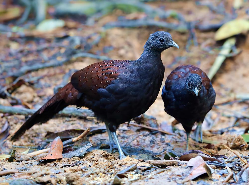 山孔雀雉 / Mountain Peacock-Pheasant / Polyplectron inopinatum