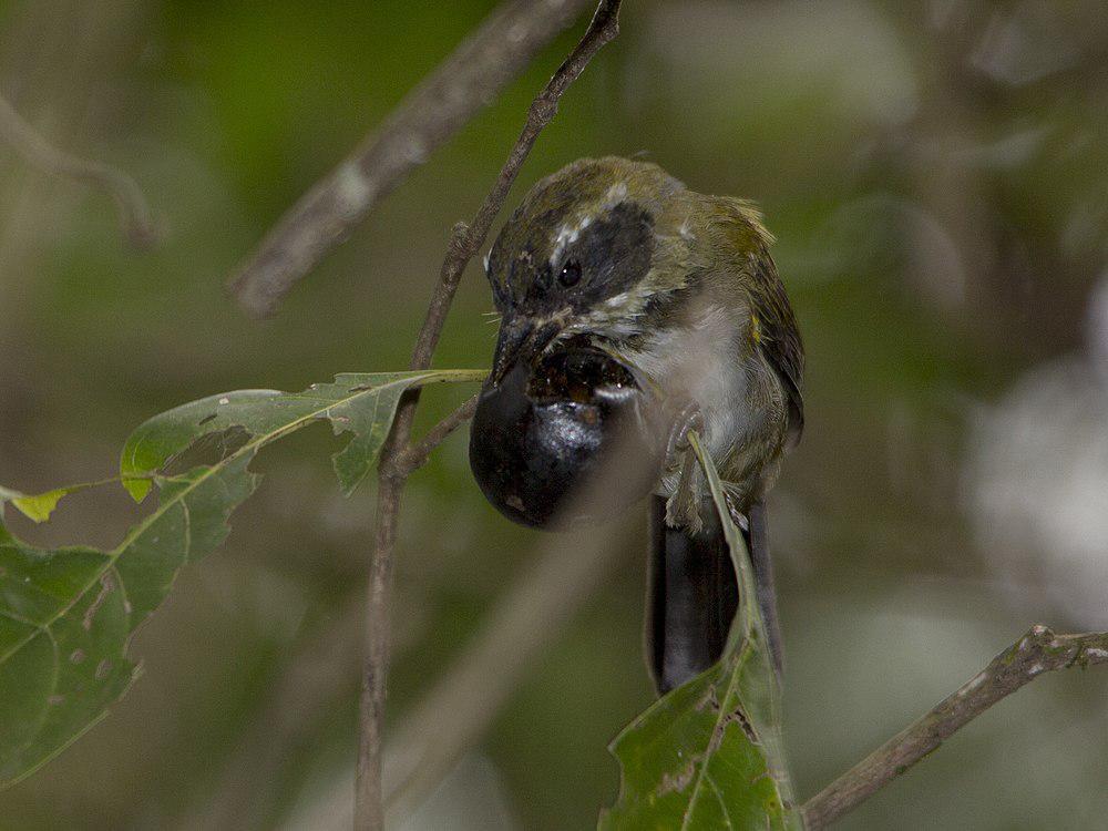 白眉金肩雀 / Pectoral Sparrow / Arremon taciturnus