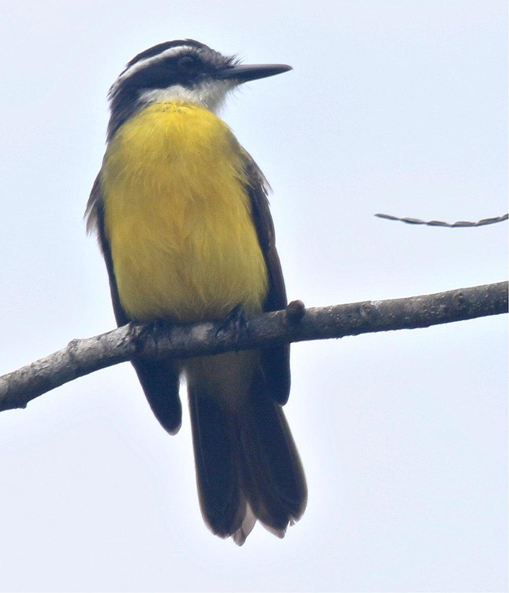 小食蝇霸鹟 / Lesser Kiskadee / Philohydor lictor