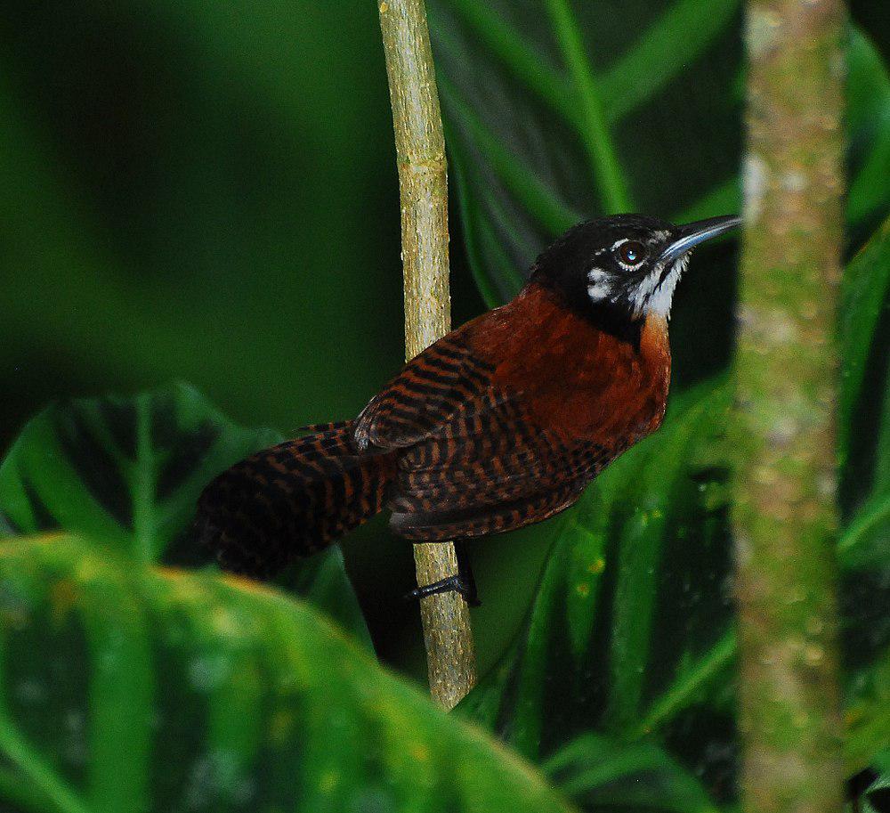 栗苇鹪鹩 / Bay Wren / Cantorchilus nigricapillus