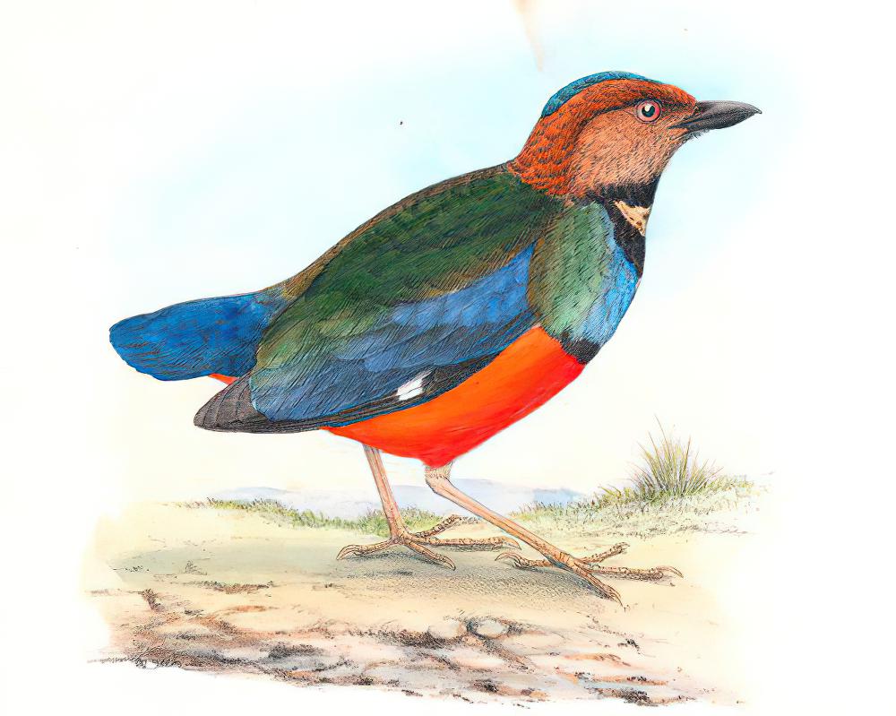 苏拉威西八色鸫 / Sulawesi Pitta / Erythropitta celebensis