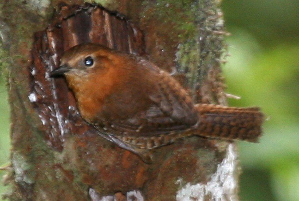 棕眉鹪鹩 / Rufous-browed Wren / Troglodytes rufociliatus