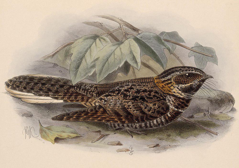 褐领夜鹰 / Tawny-collared Nightjar / Antrostomus salvini