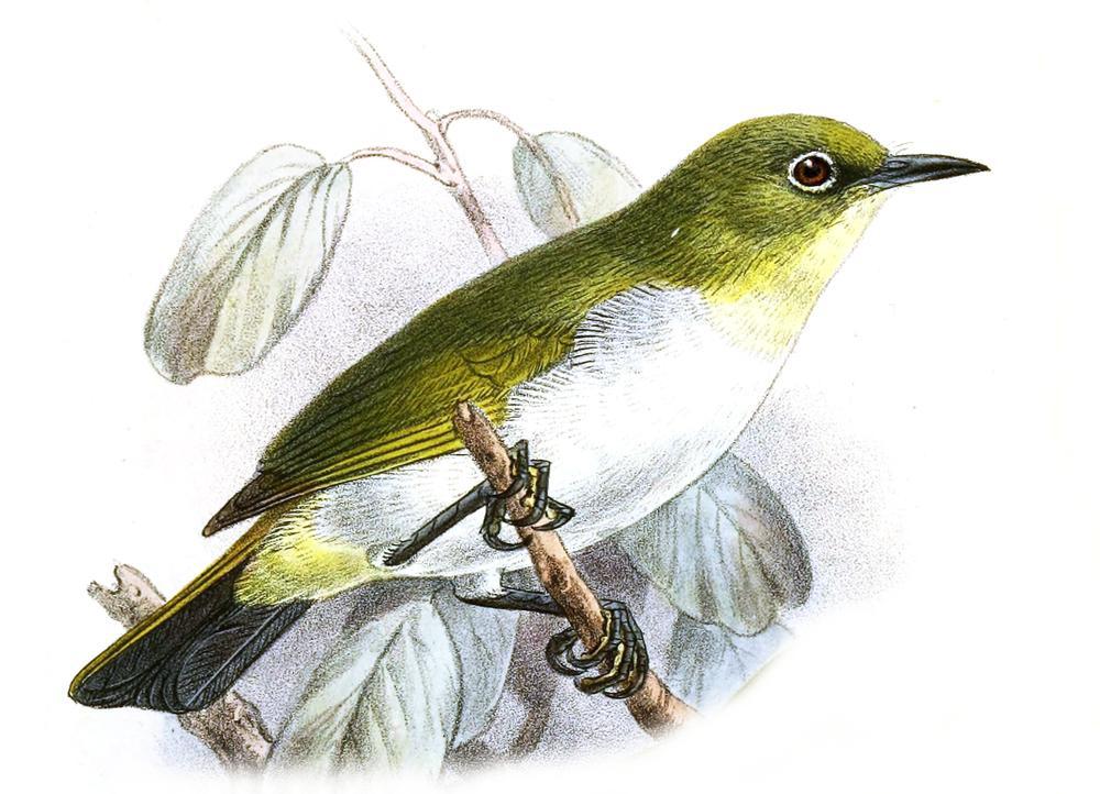 黄喉绣眼鸟 / Yellow-throated White-eye / Zosterops metcalfii