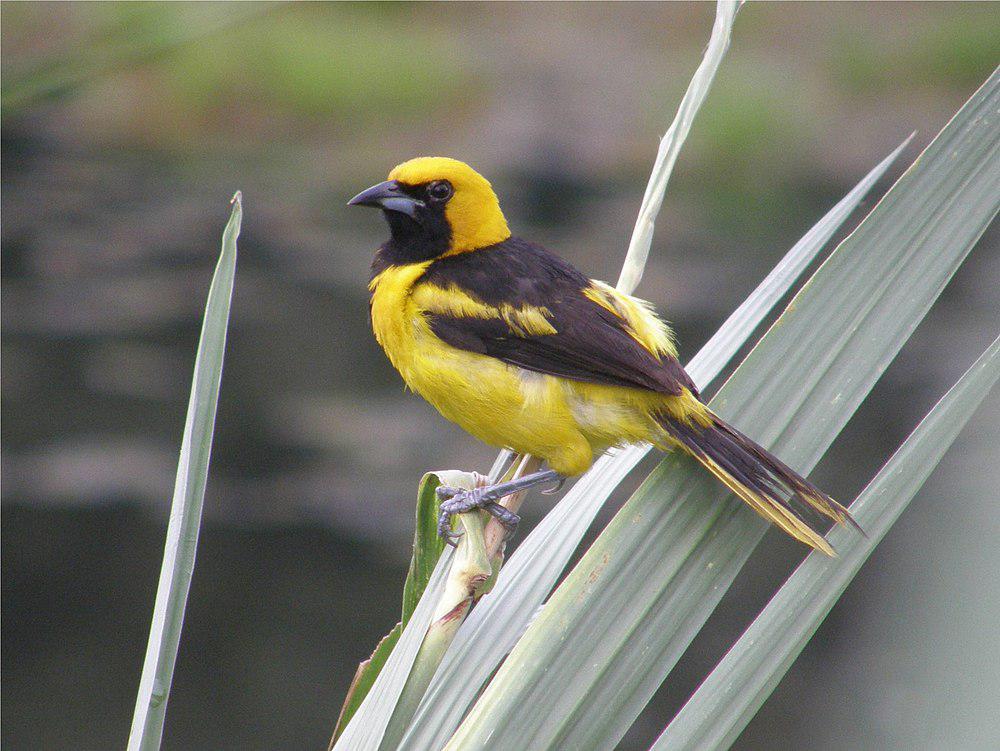 黄尾拟鹂 / Yellow-tailed Oriole / Icterus mesomelas