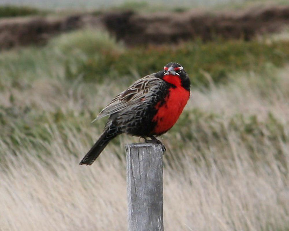 长尾草地鹨 / Long-tailed Meadowlark / Leistes loyca