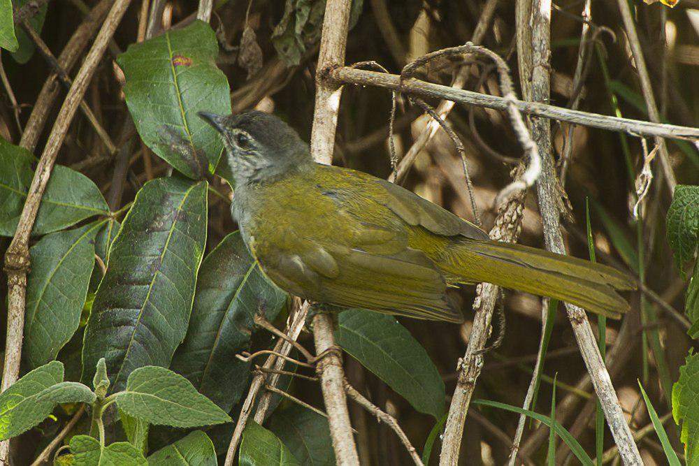 东绿鹎 / Mountain Greenbul / Arizelocichla nigriceps