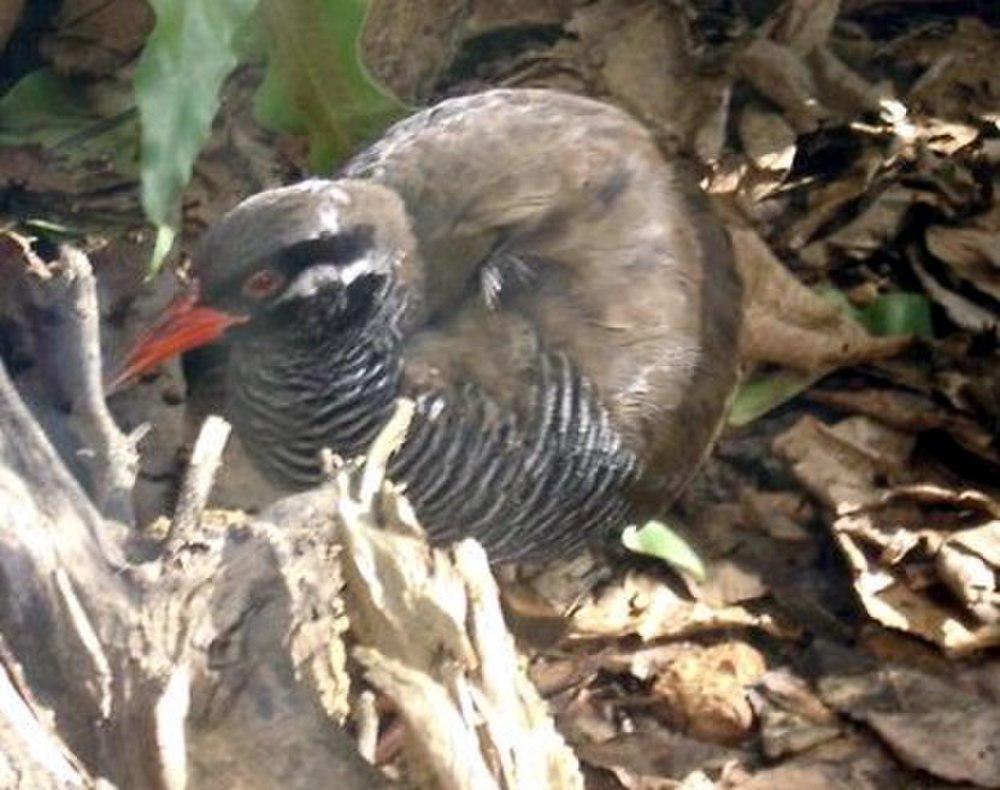 冲绳秧鸡 / Okinawa Rail / Hypotaenidia okinawae