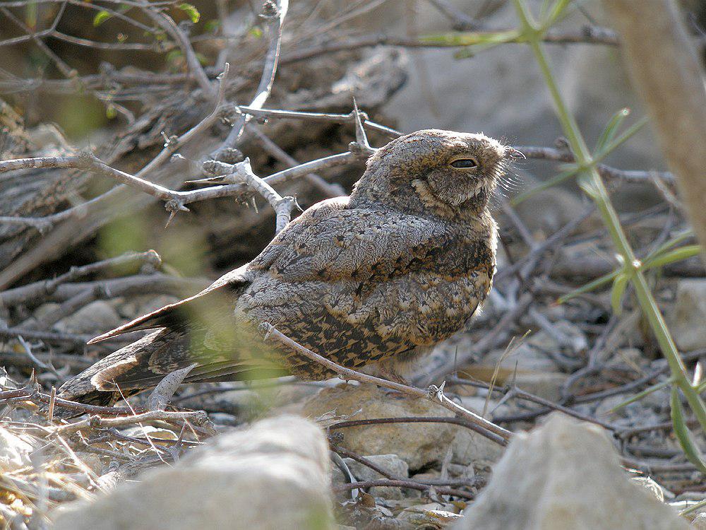 马岛夜鹰 / Madagascan Nightjar / Caprimulgus madagascariensis