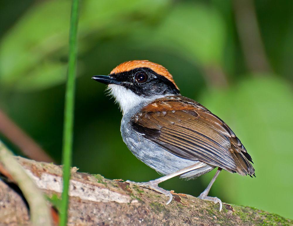 黑颊食蚊鸟 / Black-cheeked Gnateater / Conopophaga melanops