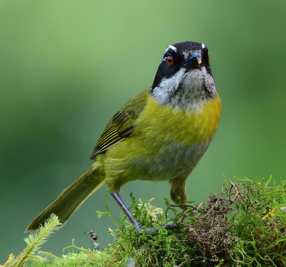 乌顶灌丛唐纳雀 / Sooty-capped Bush Tanager / Chlorospingus pileatus