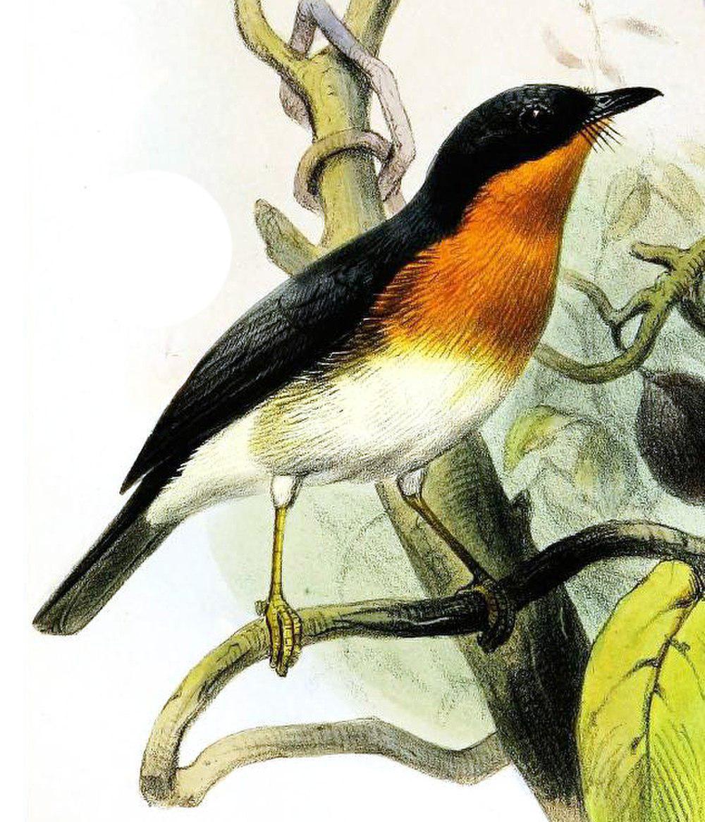 棕喉姬鹟 / Rufous-throated Flycatcher / Ficedula rufigula