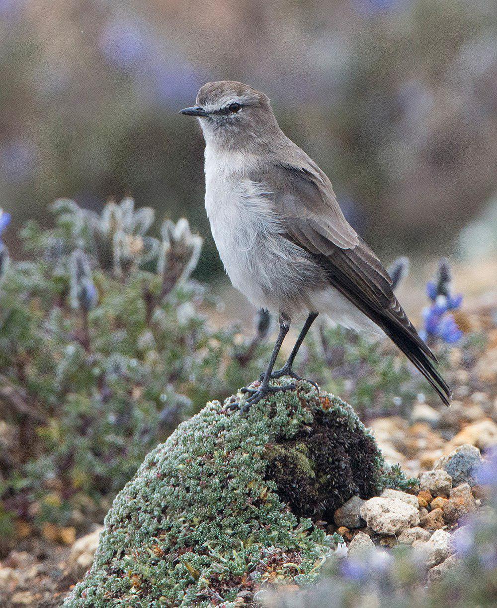 淡顶地霸鹟 / Paramo Ground Tyrant / Muscisaxicola alpinus