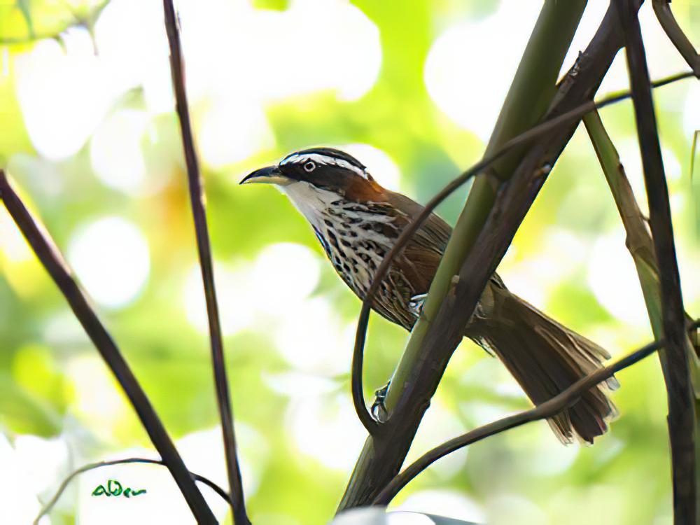 台湾棕颈钩嘴鹛 / Taiwan Scimitar Babbler / Pomatorhinus musicus