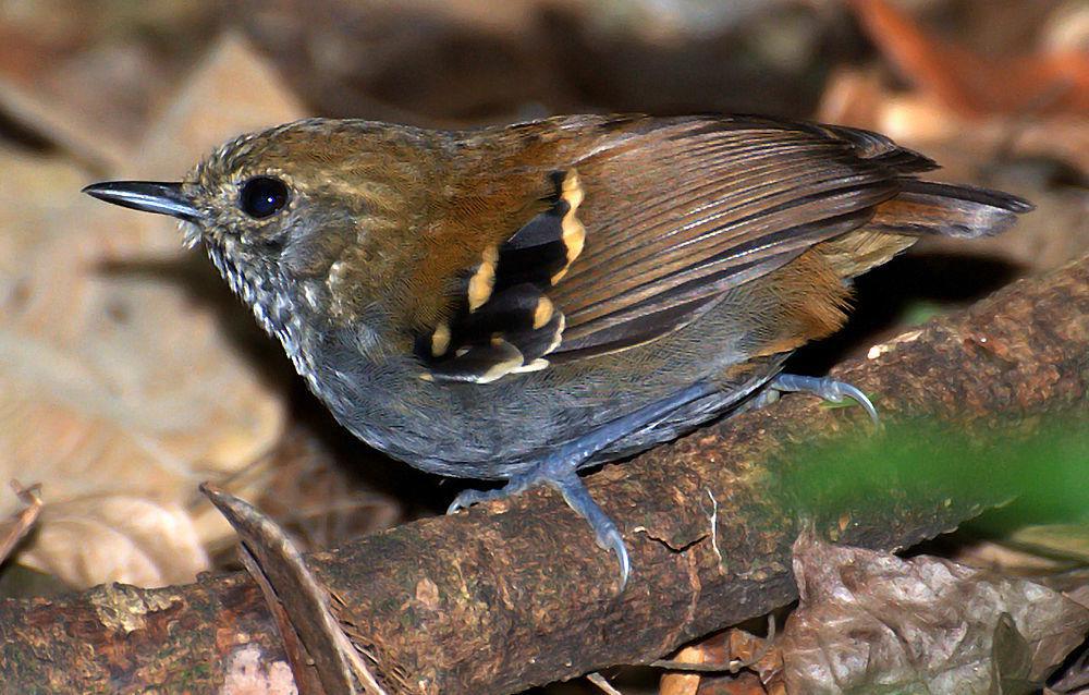 星喉蚁鹩 / Star-throated Antwren / Rhopias gularis