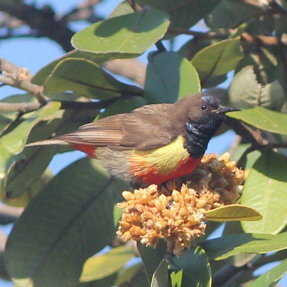 安氏食蜜鸟 / Anchieta\'s Sunbird / Anthreptes anchietae