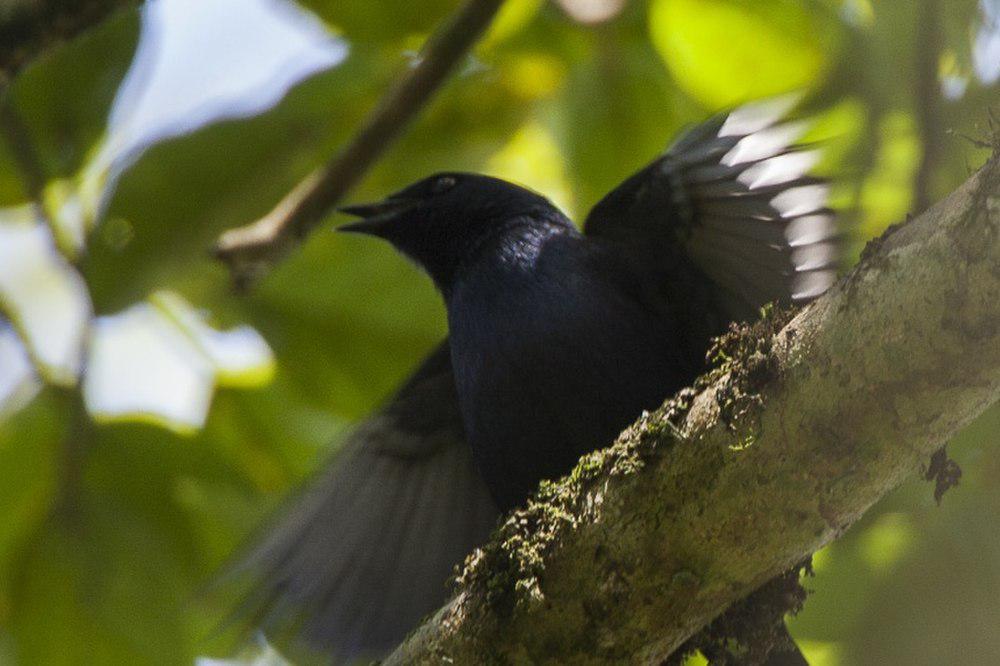 斯氏狭尾椋鸟 / Stuhlmann\'s Starling / Poeoptera stuhlmanni