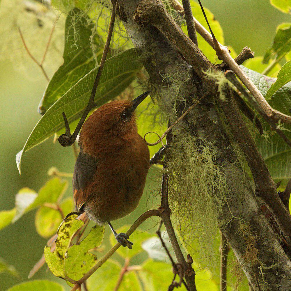 锈头针尾雀 / Rusty-headed Spinetail / Synallaxis fuscorufa