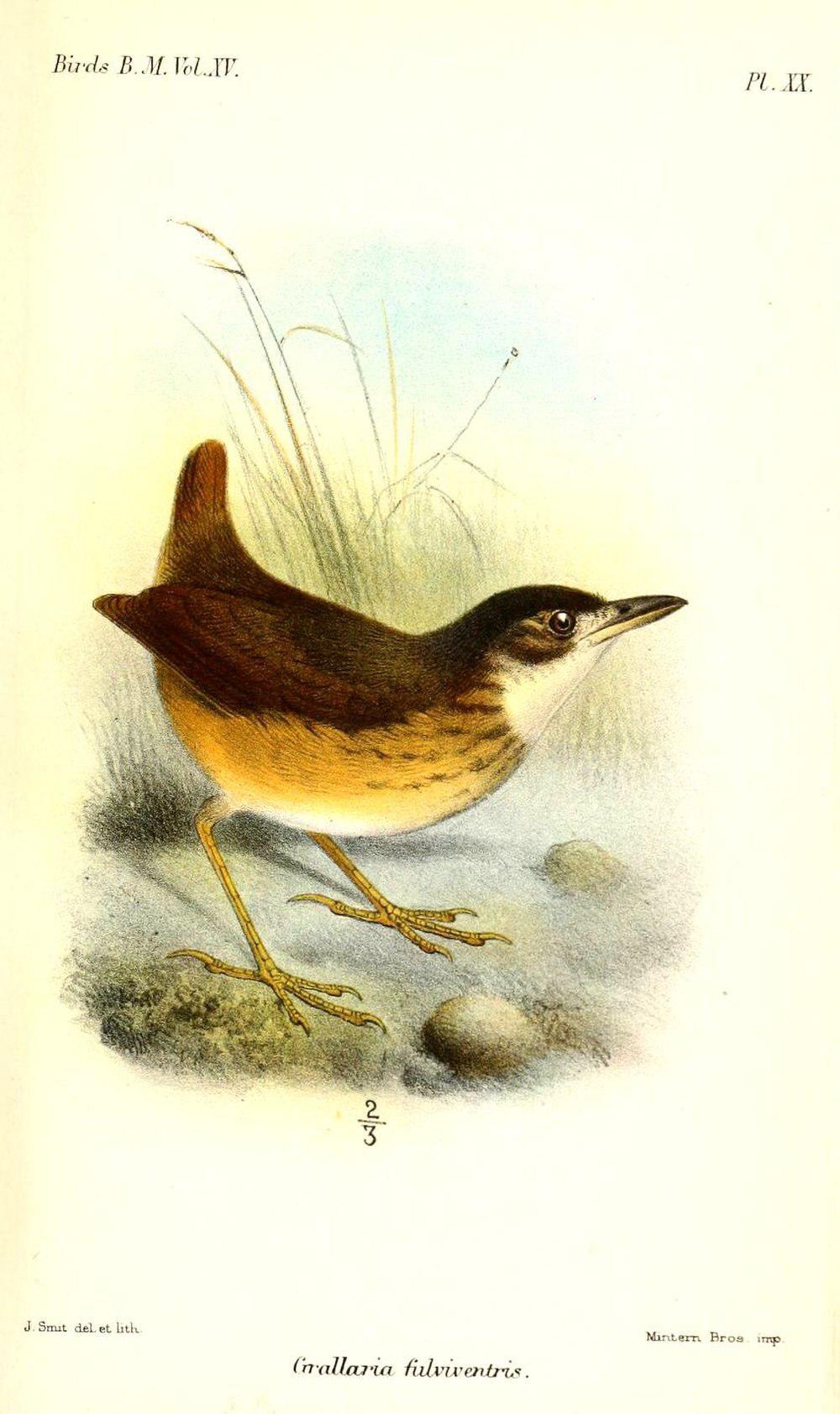 白眼先蚁鸫 / White-lored Antpitta / Hylopezus fulviventris