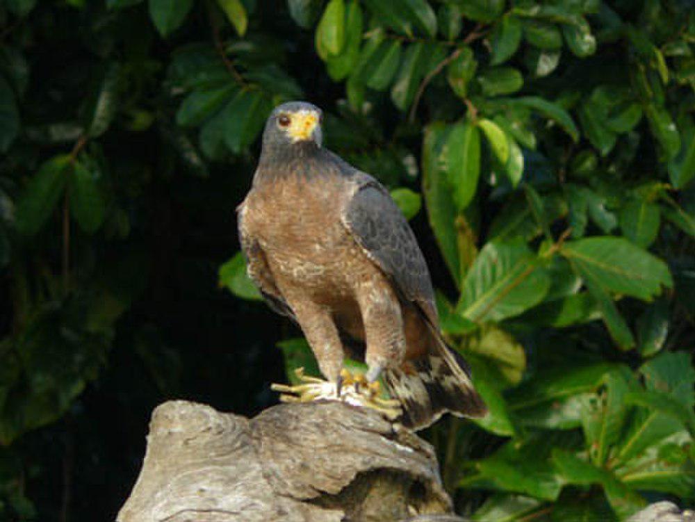 棕鸡鵟 / Rufous Crab Hawk / Buteogallus aequinoctialis