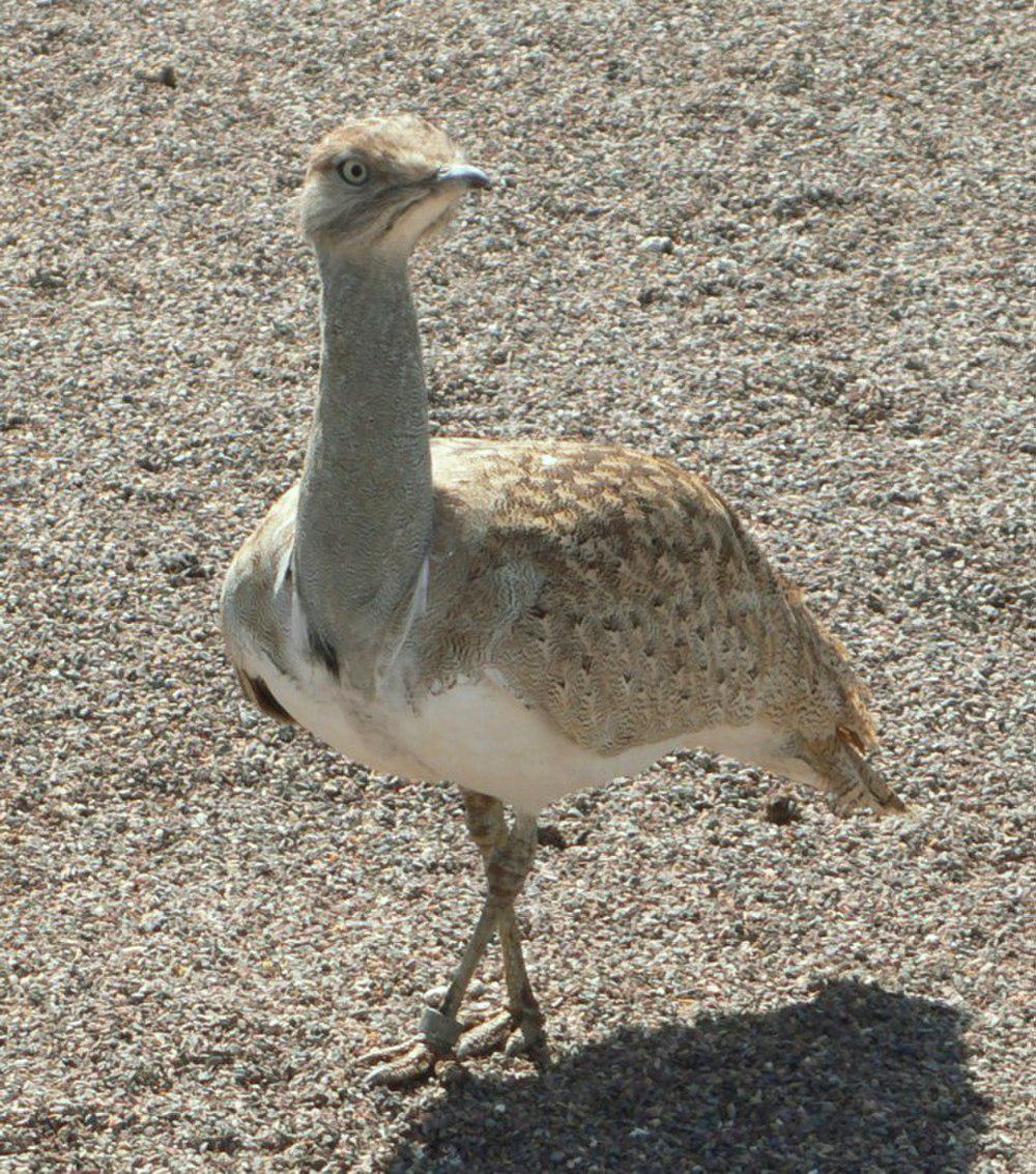 翎颌鸨 / Houbara Bustard / Chlamydotis undulata