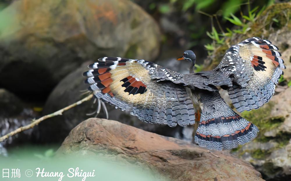 日鳽 / Sunbittern / Eurypyga helias