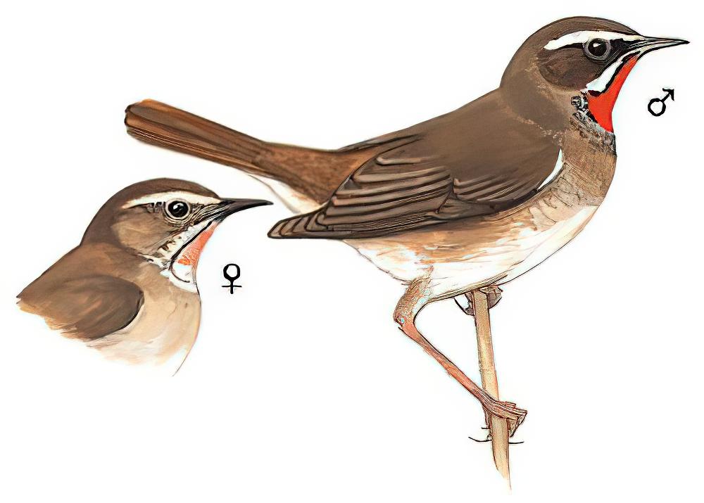 红喉歌鸲 / Siberian Rubythroat / Calliope calliope