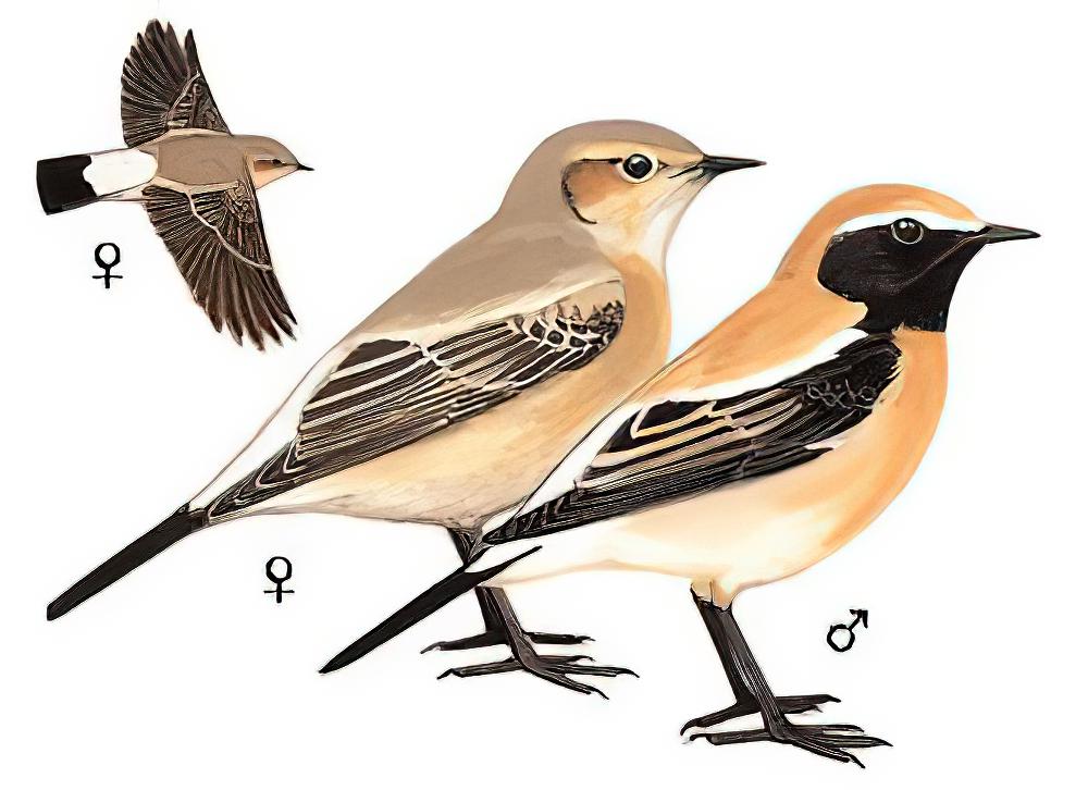 漠䳭 / Desert Wheatear / Oenanthe deserti