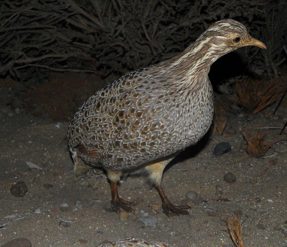 南山䳍 / Patagonian Tinamou / Tinamotis ingoufi