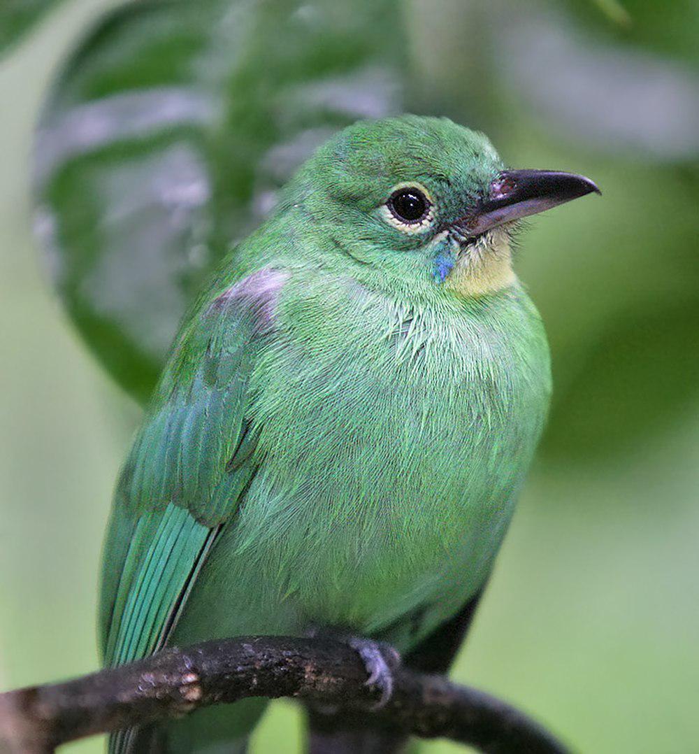 大绿叶鹎 / Greater Green Leafbird / Chloropsis sonnerati