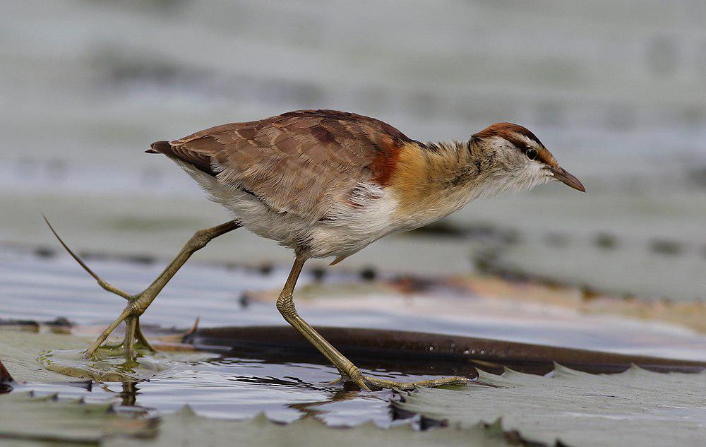 小雉鸻 / Lesser Jacana / Microparra capensis