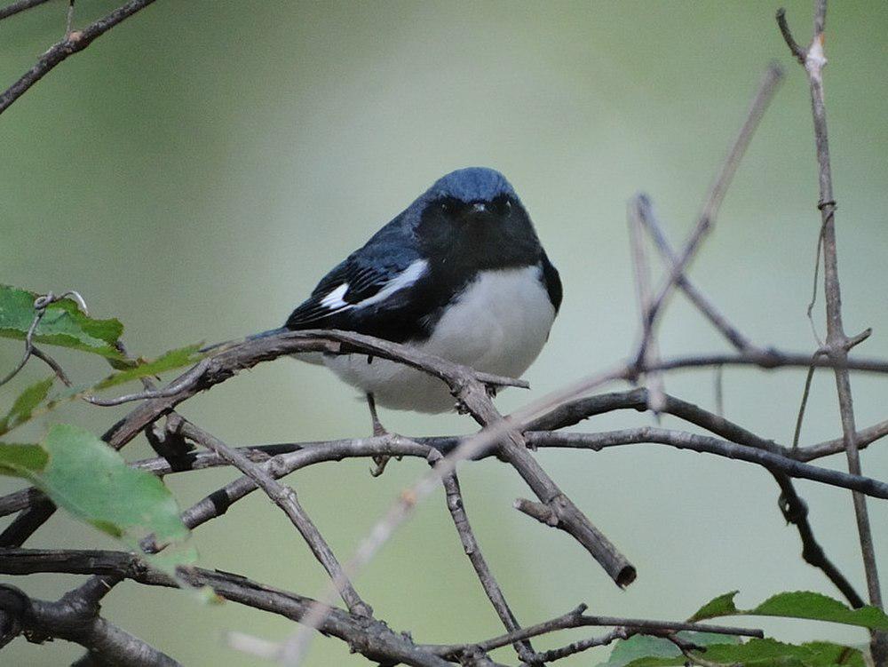 黑喉蓝林莺 / Black-throated Blue Warbler / Setophaga caerulescens