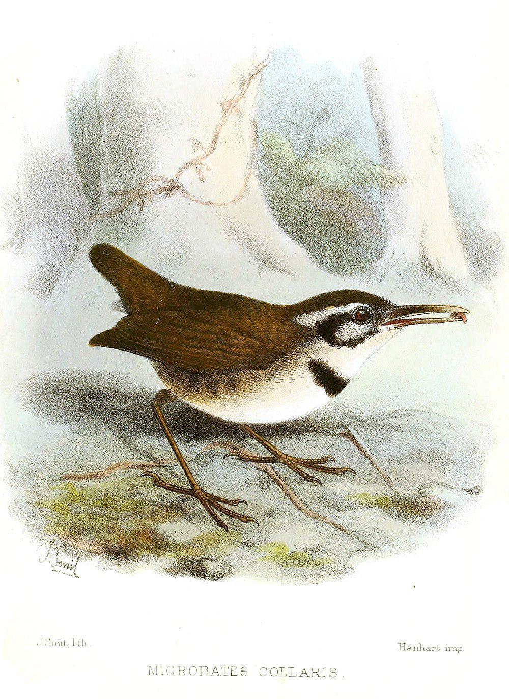 领蚋莺 / Collared Gnatwren / Microbates collaris