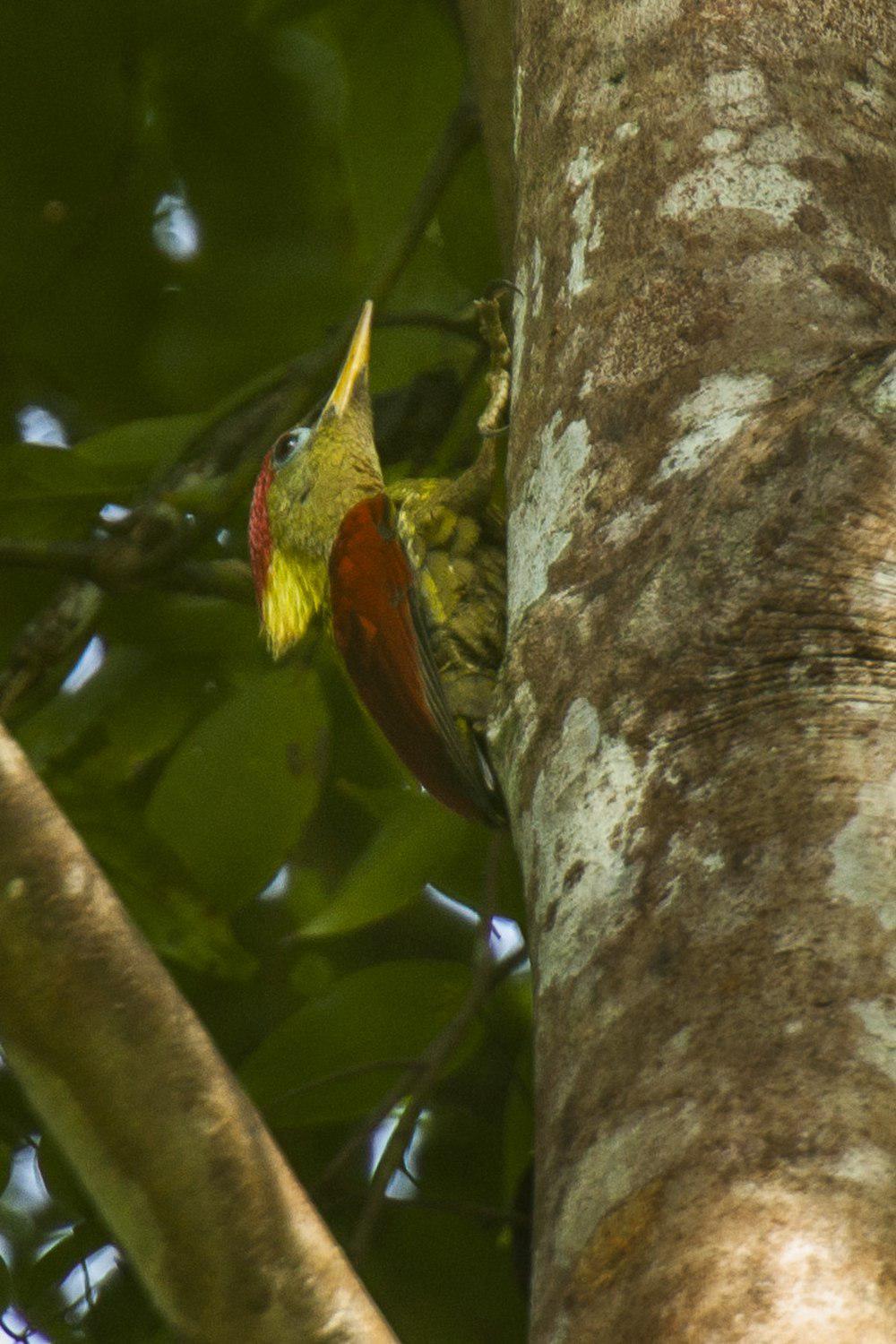 红翅绿啄木鸟 / Crimson-winged Woodpecker / Picus puniceus