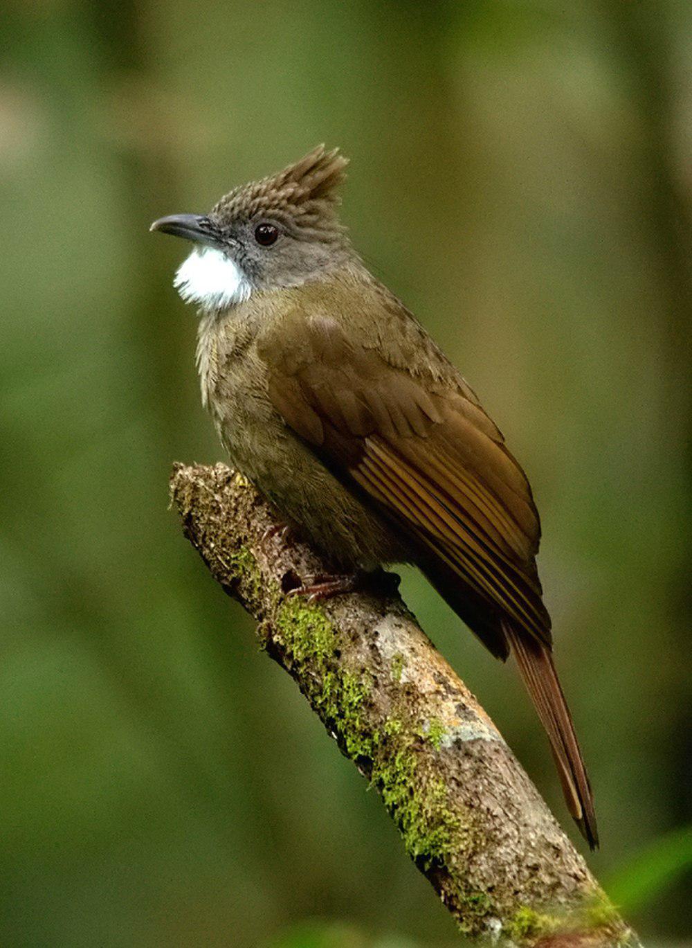 白喉褐冠鹎 / Ochraceous Bulbul / Alophoixus ochraceus