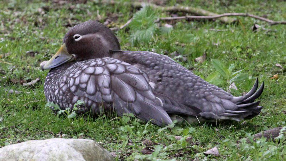 花斑船鸭 / Flying Steamer Duck / Tachyeres patachonicus