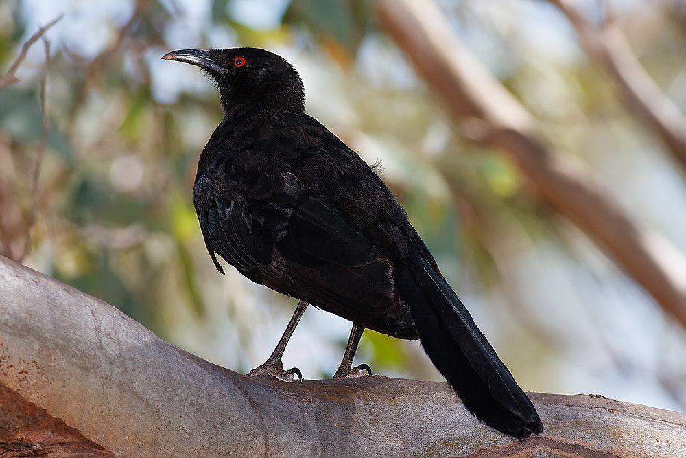 白翅澳鸦 / White-winged Chough / Corcorax melanorhamphos